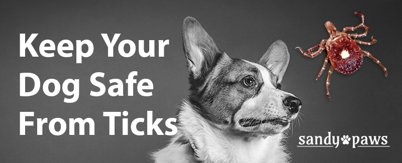 Keep Your Dog Safe From Ticks